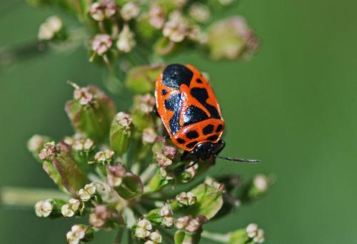 Réf. 270 797 : Eurydema dominulus